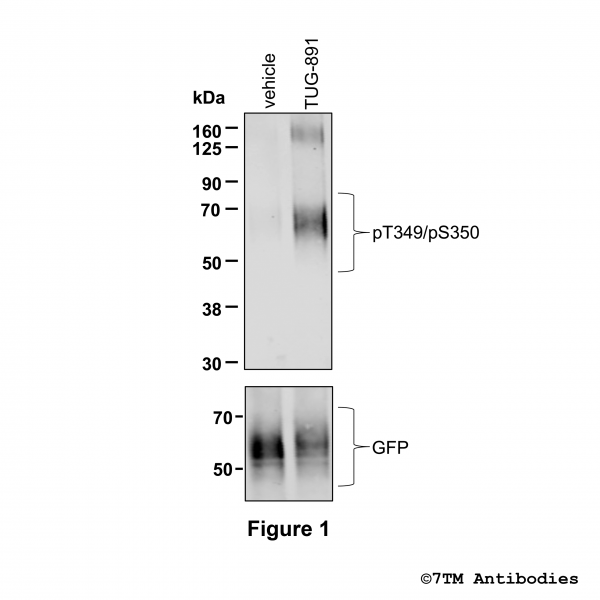 Agonist-induced Threonine349/Serine350 phosphorylation of the FFA Receptor 4