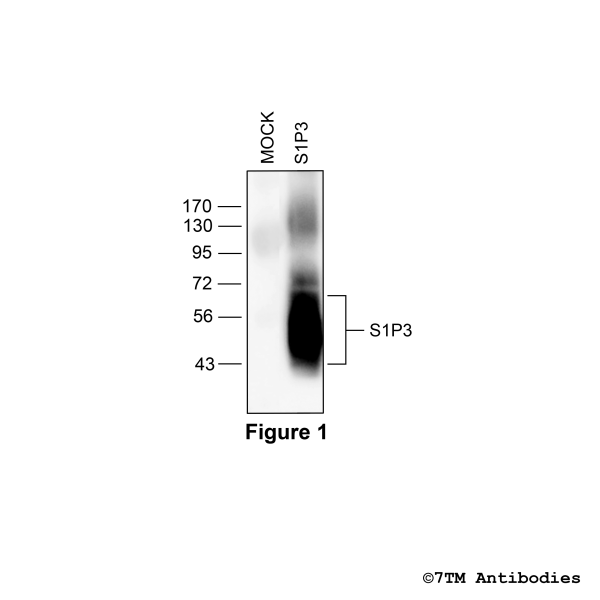 Validation of the Sphingosine 1-Phosphate Receptor 3 in transfected HEK293 cells.
