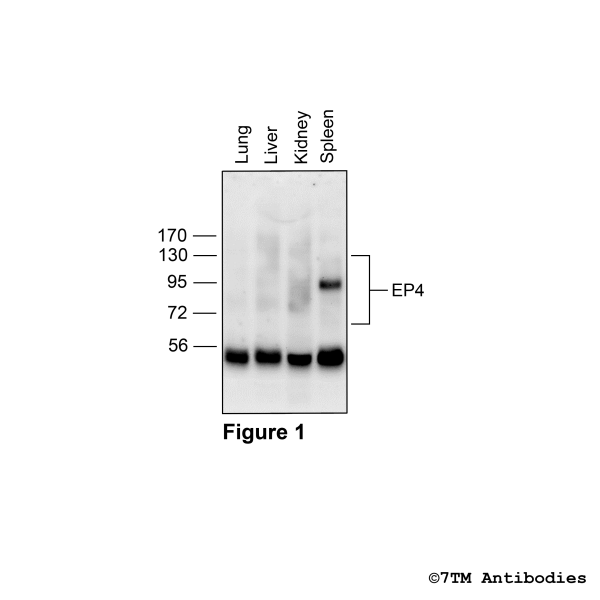  Indentification of EP4 Receptor in mouse tissues