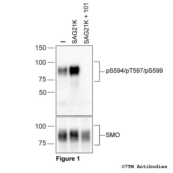 Agonist-induced Serine594/Threonine597/Serine599 phosphorylation of the SMO Receptor