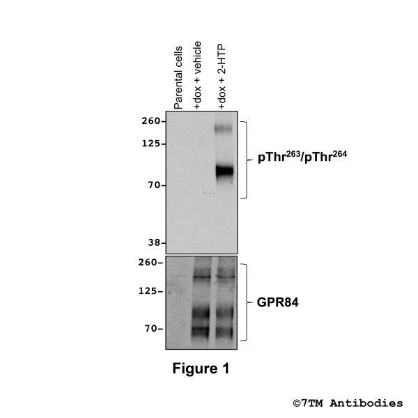 Agonist-induced Threonine263/Threonine264 phosphorylation of GPR84