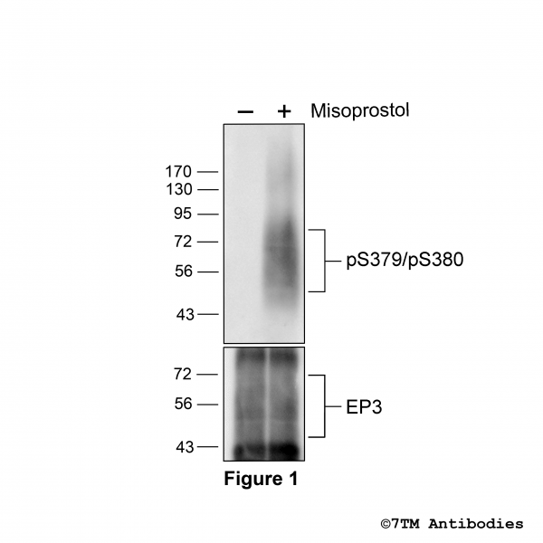 Agonist-induced Serine379/Serine380 phosphorylation of the EP3 Prostanoid Receptor