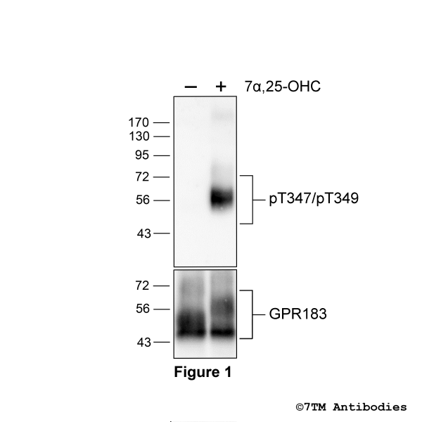 Agonist-induced Threoine347/Serine349 phosphorylation of GPR183