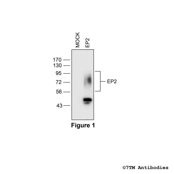 Validation of the EP2 Receptor in transfected HEK293 cells