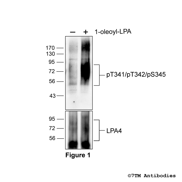 pT341/pT342/pS345-LPA4 (phospho-Lysophosphatidic Acid Receptor 4 Antibody)