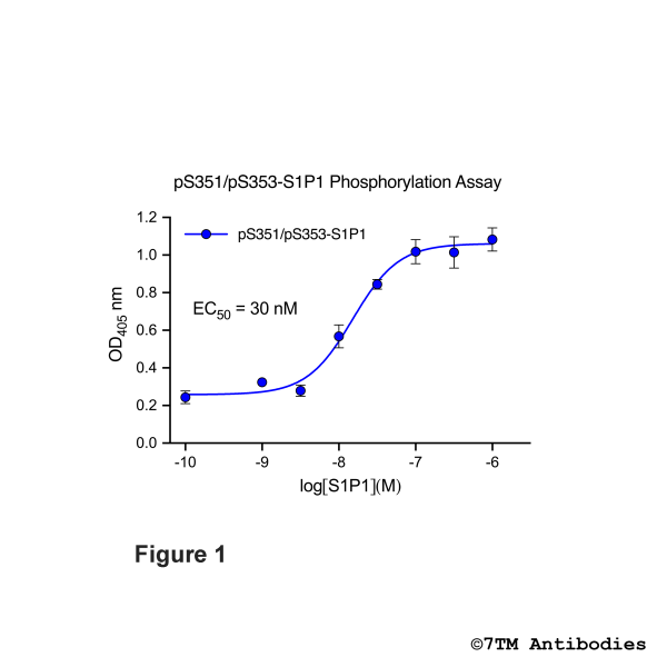 pS351/pS353-S1P1 Phosphorylation Assay Kit