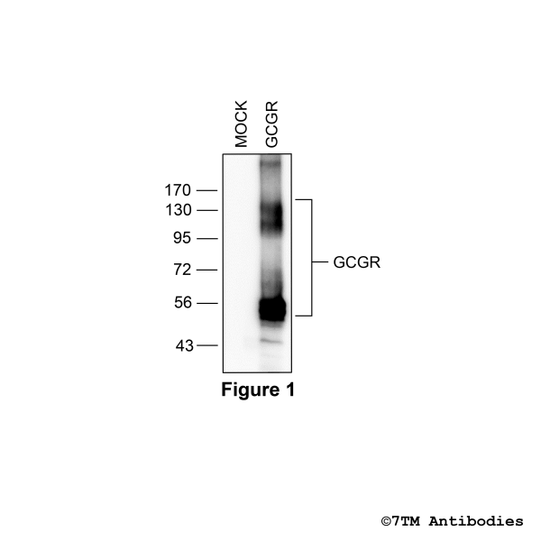 Validation of the Glucagon Receptor in transfected HEK293 cells