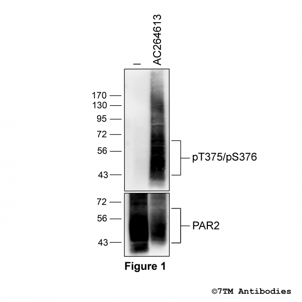 Agonist-induced Threonine375/Serine376 phosphorylation of the Proteinase-Activated Receptor 2