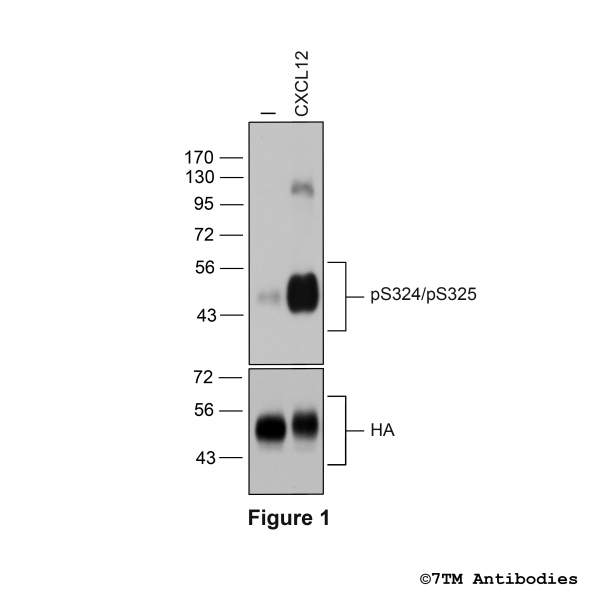 Agonist-induced Serine324/Serine325 phosphorylation of the CXC Chemokine Receptor 4.