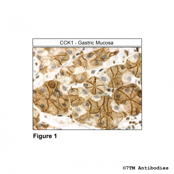 Immunohistochemical identification of Cholecystokinin Receptor 1 in gastric mucosa.