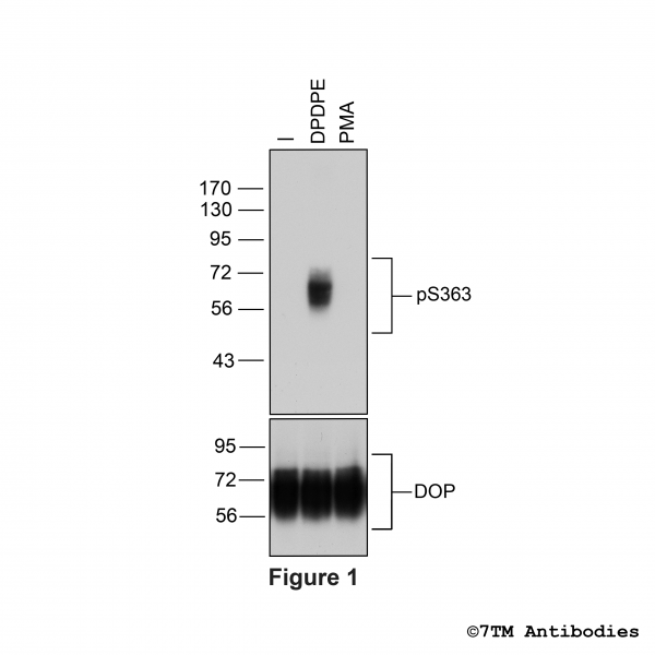Agonist-induced Serine363 phosphorylation of the δ-Opioid receptor.