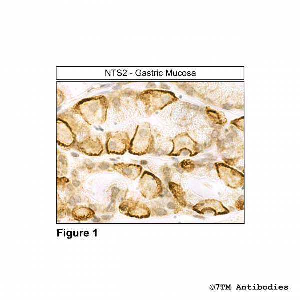 Immunohistochemical identification of Neurotensin Receptor 2 in gastric mucosa.