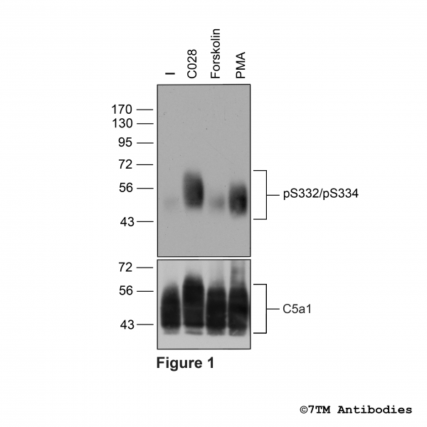 Agonist-induced Serine332/Serine334 phosphorylation of the Complement C5a Receptor 1.