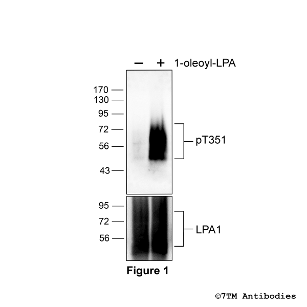 pT351-LPA1 (phospho-Lysophosphatidic Acid Receptor 1 Antibody)