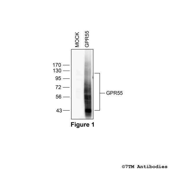 Validation of the GPR55 Receptor in transfected HEK293 cells
