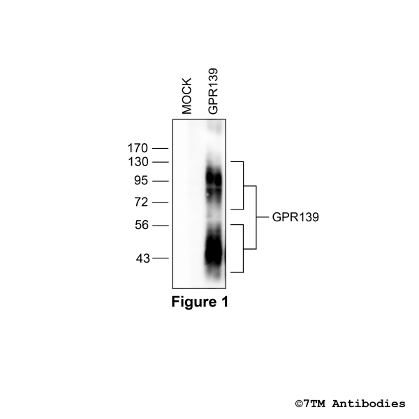 Validation of the GPR139 Receptor in transfected HEK293 cells.