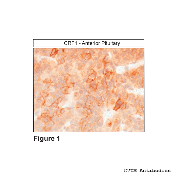 Immunohistochemical identification of Corticotropin-Releasing Factor Receptor 1 in anterior pituitary