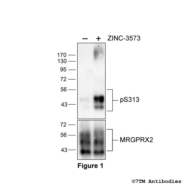 Agonist-induced Serine313 phosphorylation of the MRGPRX2 Mas-related Receptor