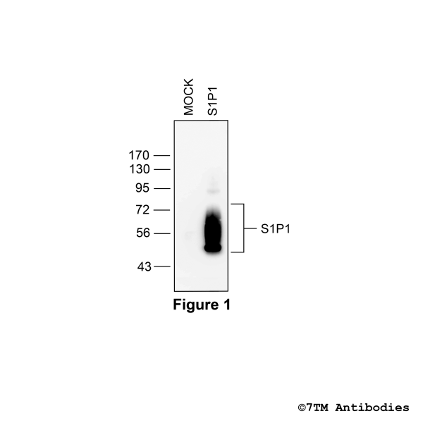 Validation of the S1P1 Receptor in transfected HEK293 cells