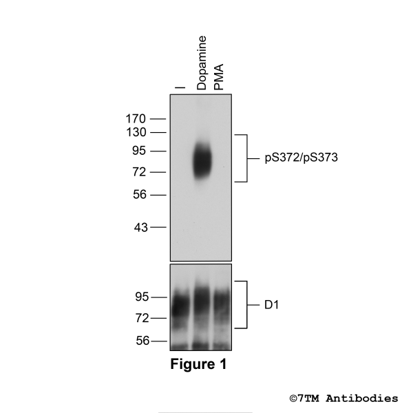 pS372/pS373-D1 (phospho-Dopamine Receptor 1 Antibody)