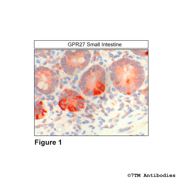 GPR27 (IHC-grade), G Protein-Coupled Receptor 27 Antibody