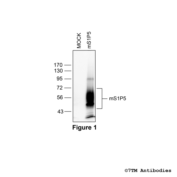 Validation of the mouse S1P5 Receptor in transfected HEK293 cells