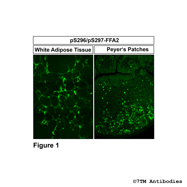 Immunohistochemical Identification of Serine296/Serine297 phosphorylation of the FFA Receptor 2 in mouse white adipose tissue and peyer's patches.