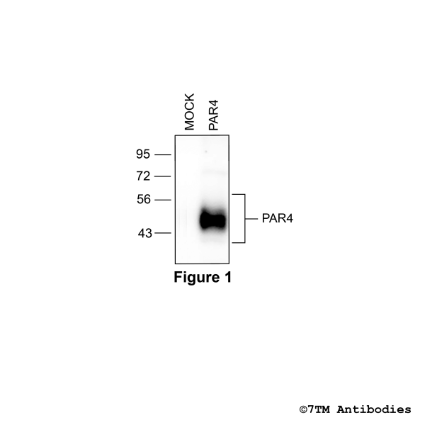 Validation of the Proteinase-Activated Receptor 4 in transfected HEK293 cells