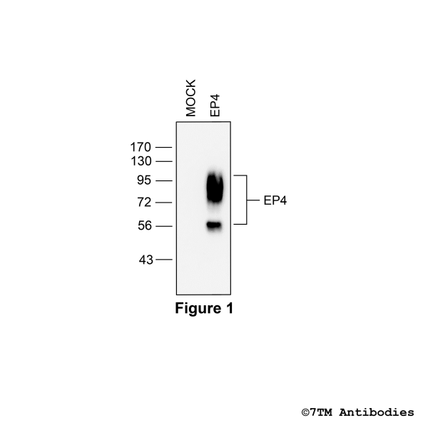 Validation of the EP4 Receptor in transfected HEK293 cells.