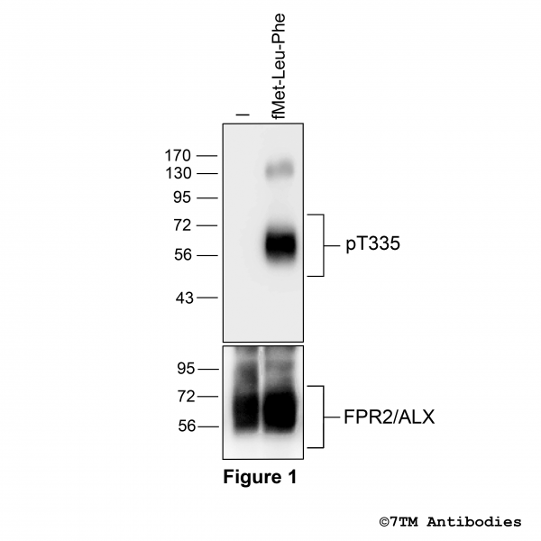 Agonist-induced Threonine335 phosphorylation of FPR2 Receptor