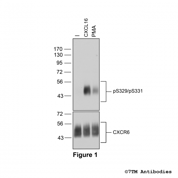 Agonist-induced Serine329/Serine331 phosphorylation of the CXC Chemokine Receptor 6