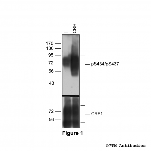 Agonist-induced Serine434/Serine437 phosphorylation of CRF1 Receptor