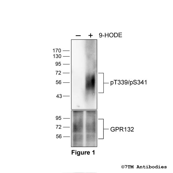 Agonist-induced Threoine339/Serine341 phosphorylation of GPR132