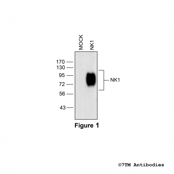 Validation of the Tachykinin Receptor 1 in transfected HEK293 cells