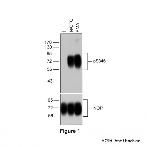 Agonist-induced Serine346 phosphorylation of the Nociceptin/Orphanin FQ Receptor.