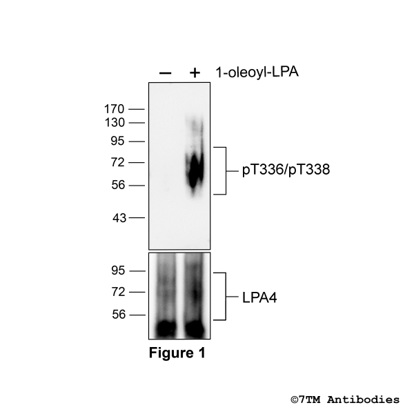 pT336/pT338-LPA4 (phospho-Lysophosphatidic Acid Receptor 4 Antibody)