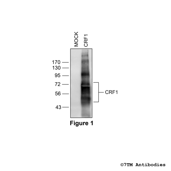 Validation of the Corticotropin-Releasing Factor Receptor 1 in transfected HEK293 cells