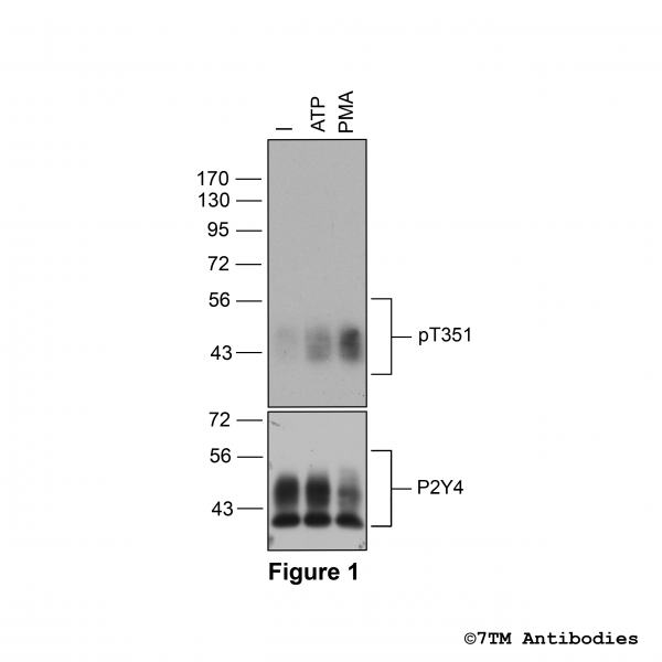Agonist-induced Threonine351 phosphorylation of the P2Y Receptor 4