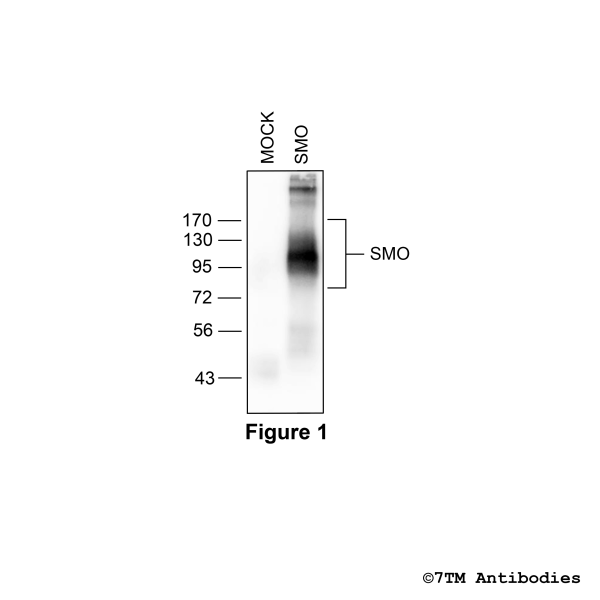 Validation of the Smoothened Receptor in transfected HEK293 cells