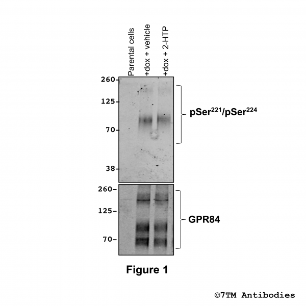 Agonist-induced Serine221/Serine224 phosphorylation of GPR84