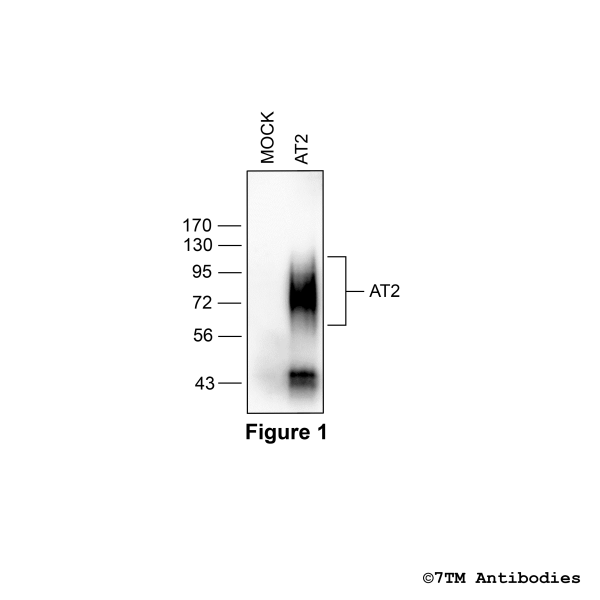Validation of the Angiotensin Receptor 2 in transfected HEK293 cells