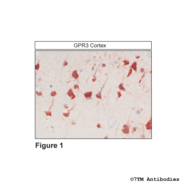 GPR3 (IHC-grade), G Protein-Coupled Receptor 3 Antibody