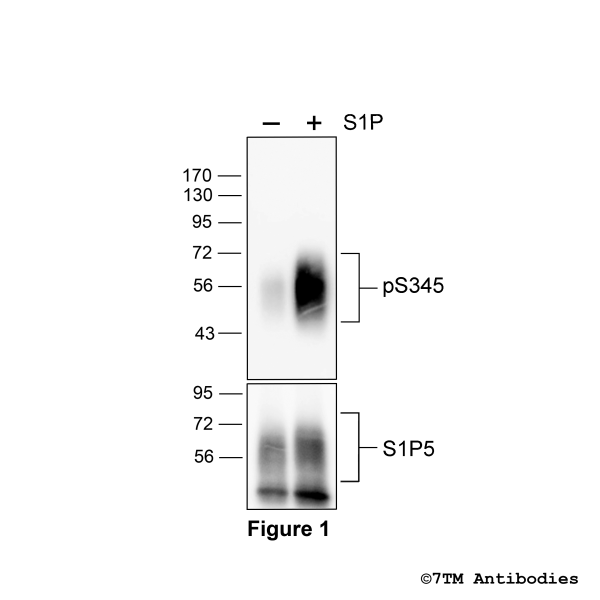 Agonist-induced Serine345 phosphorylation of the Sphingosine 1-Phosphate Receptor 5