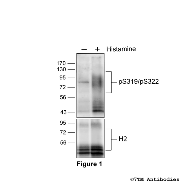 Agonist-induced Serine319/Serine322 phosphorylation of the H2 Histamine Receptor