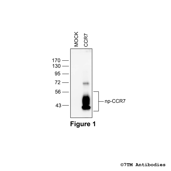CCR7 (non-phospho), CCR7 Chemokine Receptor Antibody