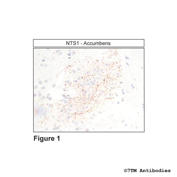 Immunohistochemical identification of Neurotensin Receptor 1 in Accumbens