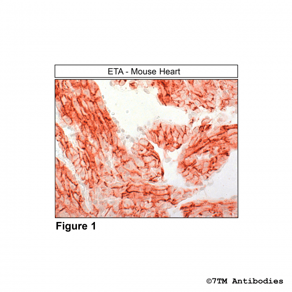 Immunohistochemical identification of Endotheline Receptor A in mouse heart.
