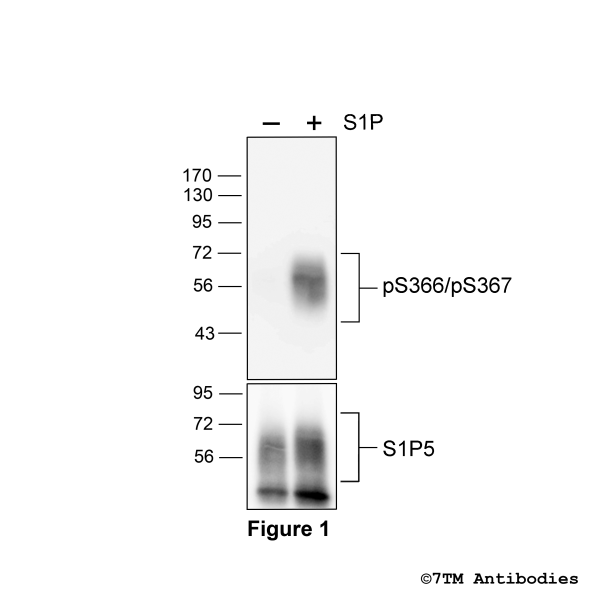 Agonist-induced Serine366/Serine367 phosphorylation of the Sphingosine 1-Phosphate Receptor 5