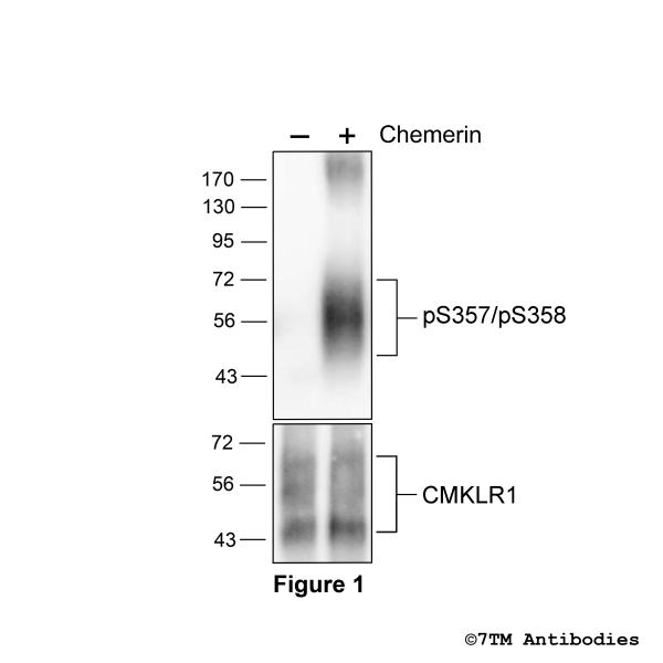 Agonist-induced Serine357/Serine358 phosphorylation of Chemerin Receptor 1.