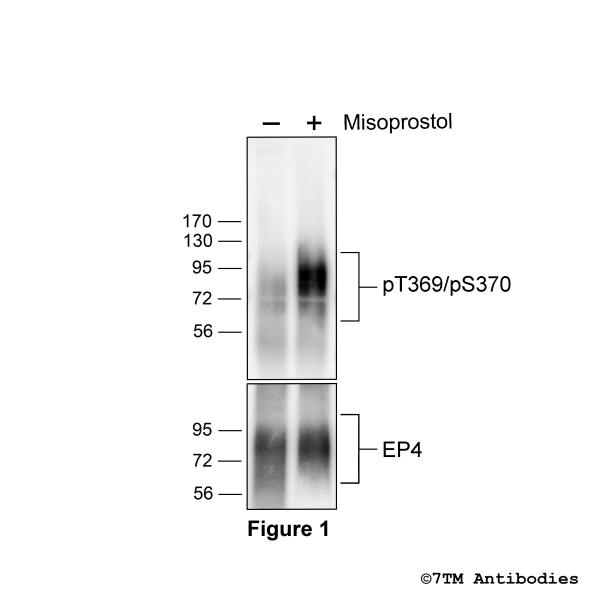pT369/pS370-EP4 (phospho-EP4 Prostanoid Receptor Antibody)